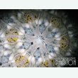 画像3:  『誕生石の万華鏡』 オイル万華鏡 　 ４月 水晶（クリスタル） (3)